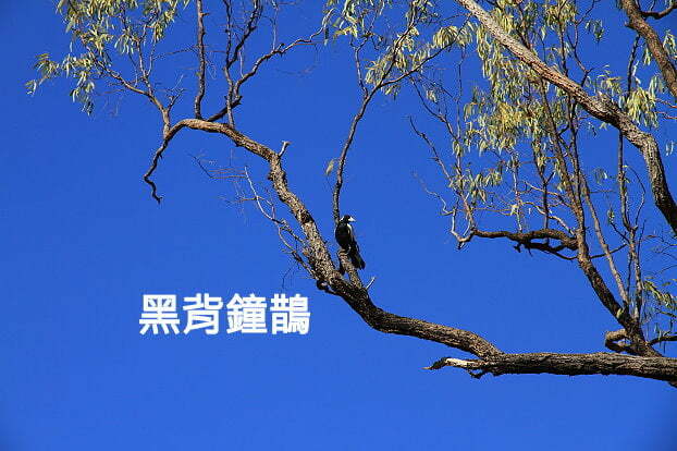 黑背鐘鵲Australian Magpie-澳洲昆士蘭Undara Experience-Bush Breakfast-20141117-賴鵬智攝-4-縮-後製.JPG - 日誌用相簿