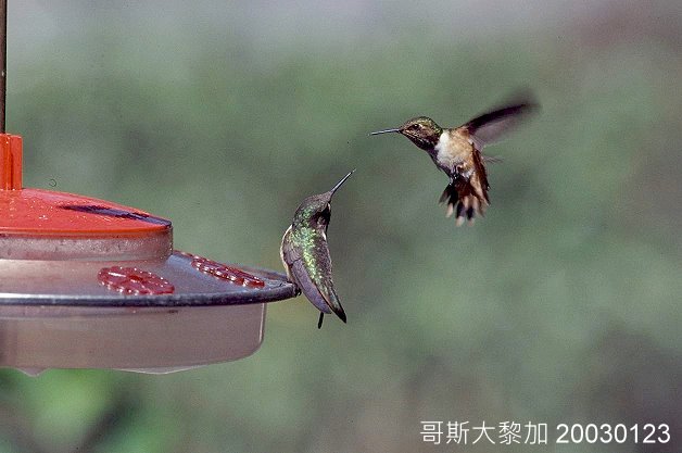 蜂鳥在吸蜜器旁飛舞---20030123-0202---哥斯大黎加---賴鵬智-縮-後製.jpg - 日誌用相簿