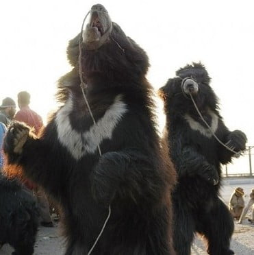 尼泊爾黑熊口鼻貫穿綁繩虐待跳舞賺錢-3-Wildlife SOS-201311