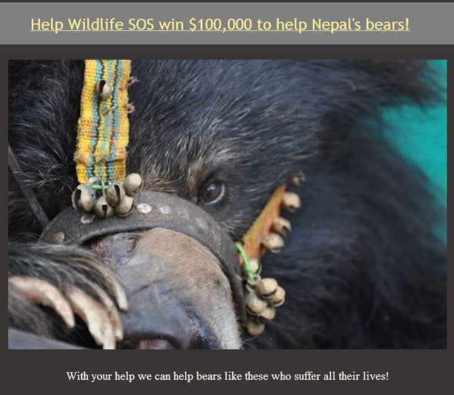 尼泊爾黑熊拯救募款標題-Wildlife SOS-201311