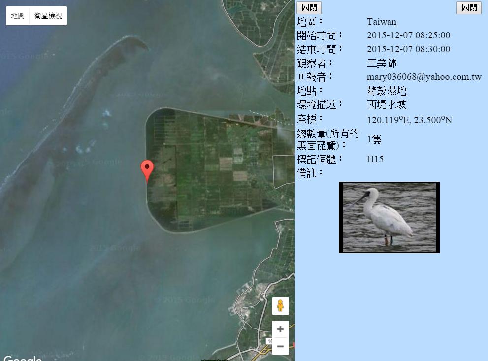 黑琵H15在鰲鼓濕地登錄紀錄-20151207-王美錦.jpg - 黑面琵鷺