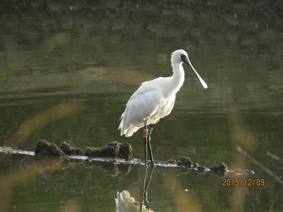 黑琵S79在鰲鼓濕地-20151209-林火文攝.jpg - 黑面琵鷺