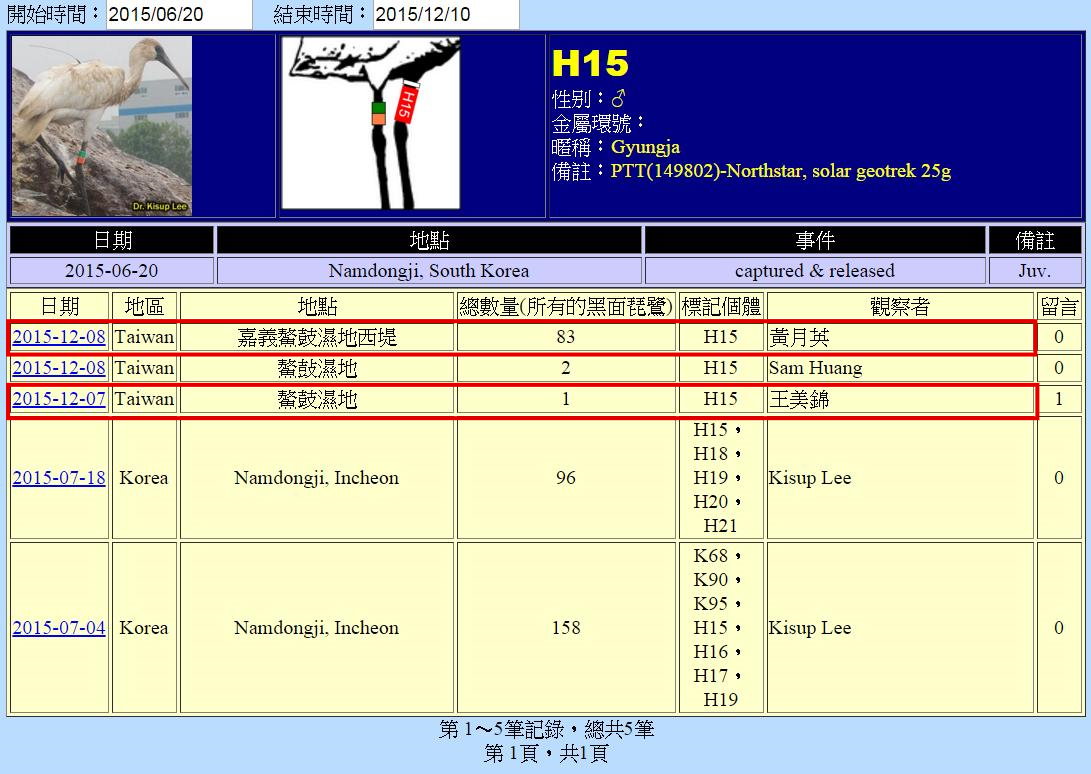 黑琵H15在鰲鼓濕地由解說員記錄次數-20151208-後製.jpg - 黑面琵鷺