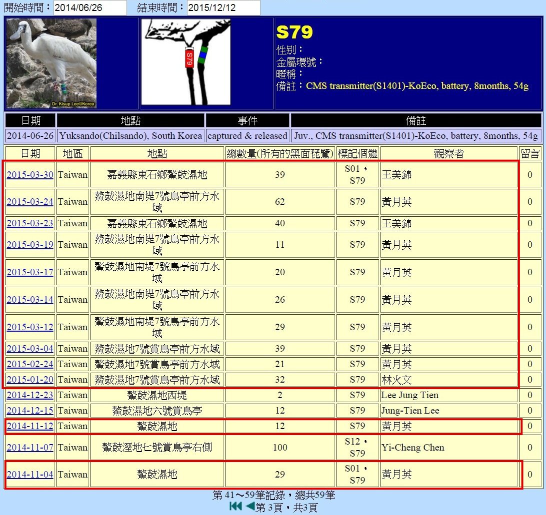 黑琵S79在鰲鼓濕地由解說員記錄次數-3-20151212-後製.jpg - 黑面琵鷺