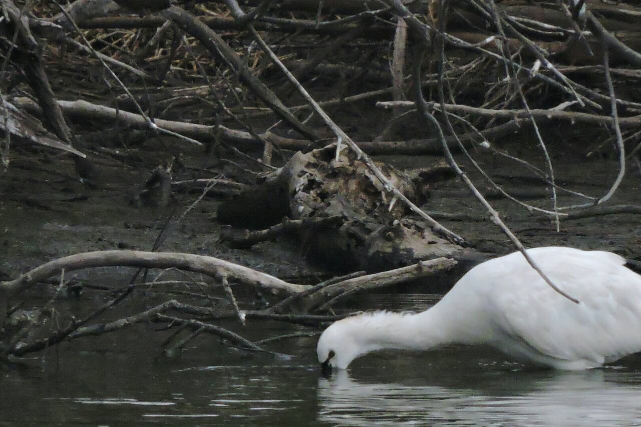 白琵鷺-鰲鼓濕地-黃月英攝-20151226.jpg - 黑面琵鷺