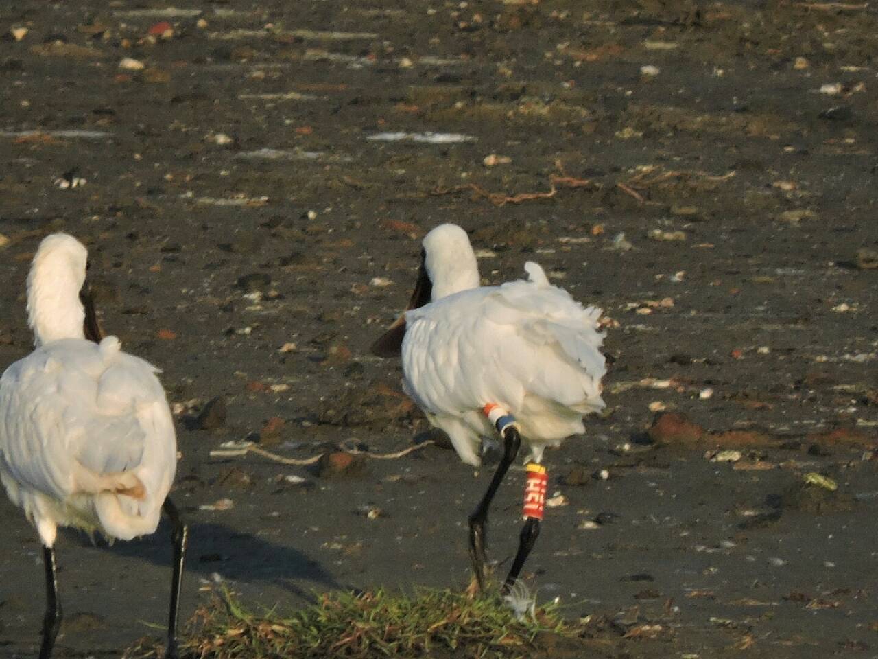 黑琵H51在鰲鼓濕地-20151231-王美錦攝.jpg - 黑面琵鷺