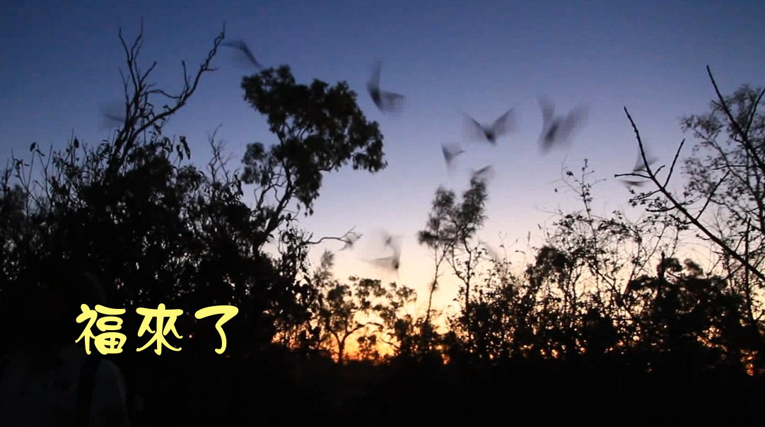 蝙蝠出洞-澳洲昆士蘭undara NP-20141116-後製.jpg - 日誌用相簿