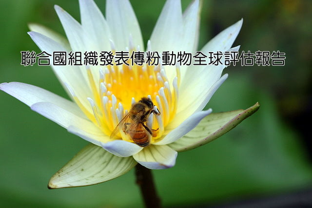 義大利蜂與睡蓮-蜜蜂科-20061106-賴鵬智攝-縮.JPG - 日誌用相簿
