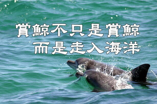 賞鯨不只是賞鯨 而是走入海洋.JPG - 日誌用相簿