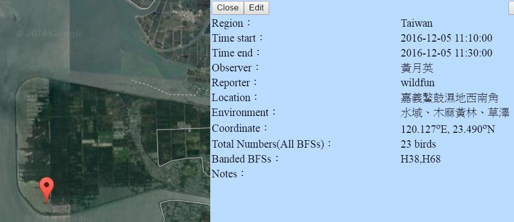 黑琵H38H68在鰲鼓濕地登錄紀錄-20161205-黃月英.jpg - 黑面琵鷺