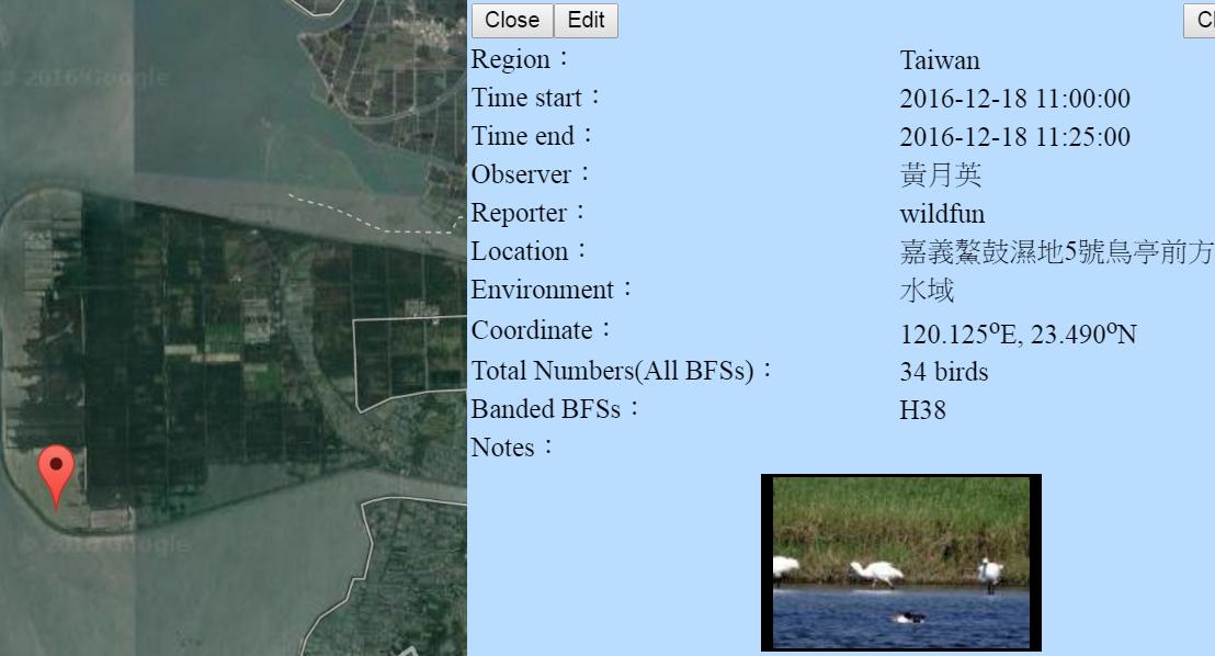 黑琵H38在鰲鼓濕地登錄紀錄-20161218-黃月英.jpg - 黑面琵鷺