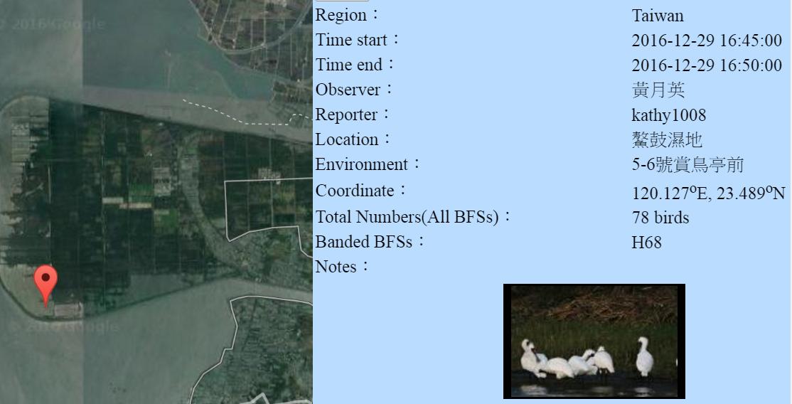 黑琵H68在鰲鼓濕地登錄紀錄-20161229-黃月英.jpg - 黑面琵鷺