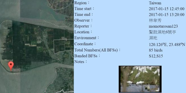黑琵S12S15在鰲鼓濕地登錄紀錄-20170115-林韋秀-縮.jpg - 黑面琵鷺