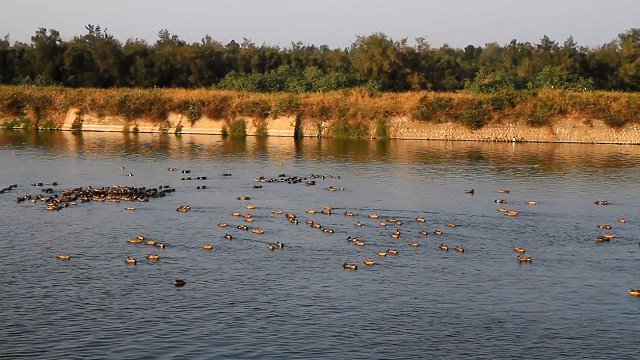 琵嘴鴨集團繞圈覓食分群開始-雁鴨科-嘉義東石鰲鼓濕地-201701101600-賴鵬智攝-縮.jpg - 日誌用相簿