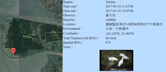 黑琵S79在鰲鼓濕地登錄紀錄-20170116-黃月英-縮.jpg - 黑面琵鷺