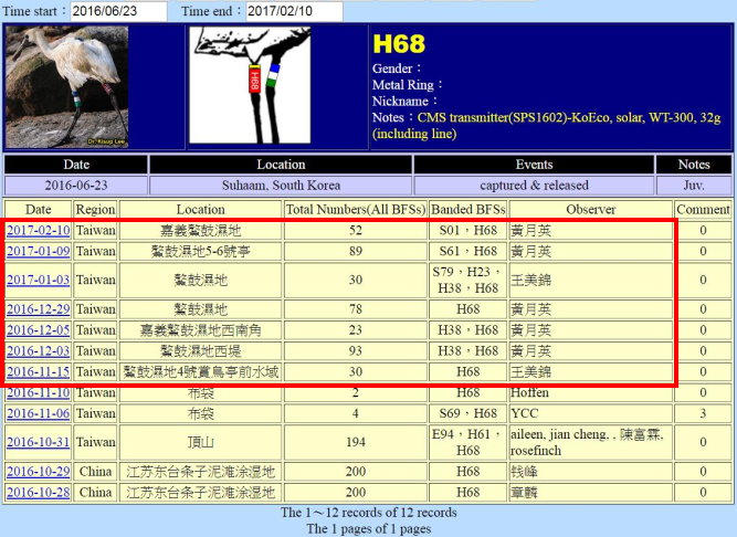 黑面琵鷺H68於20160623繫放後在台紀錄-20170210-縮-後製.jpg - 黑面琵鷺