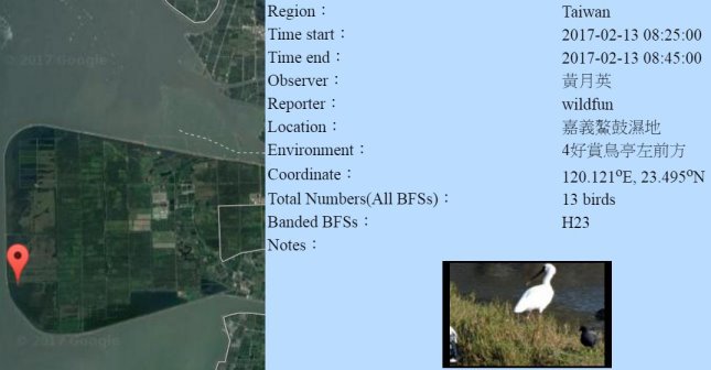 黑琵H23在鰲鼓濕地登錄紀錄-20170213-黃月英-縮.jpg - 黑面琵鷺