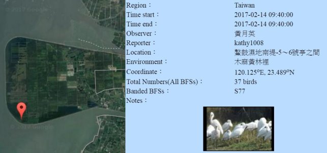 黑琵S77在鰲鼓濕地登錄紀錄-20170214-黃月英-縮.jpg - 黑面琵鷺