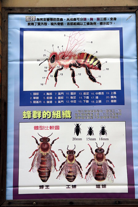 20新北三芝牧蜂農莊蜜蜂生態海報-20171007-賴鵬智攝-1-縮.JPG - 20171007牧蜂農莊縮小檔