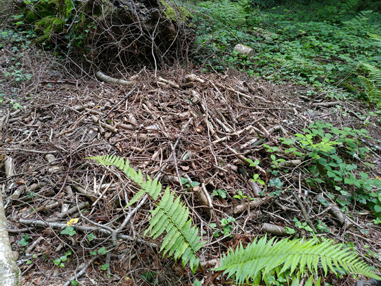 圖5集中堆置的廢木料腐爛後可做為營養源.png - 英國FSC森林環境教育與林地管理課程