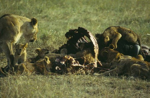 小獅群吃水牛-賴鵬智-1997