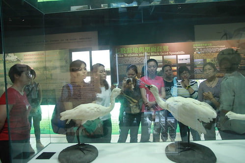 CI參訪台江環境教育-20150521-賴鵬智攝-11-黑面琵鷺生態展示館