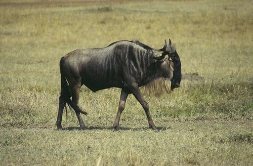 牛羚-2-賴鵬智-1997