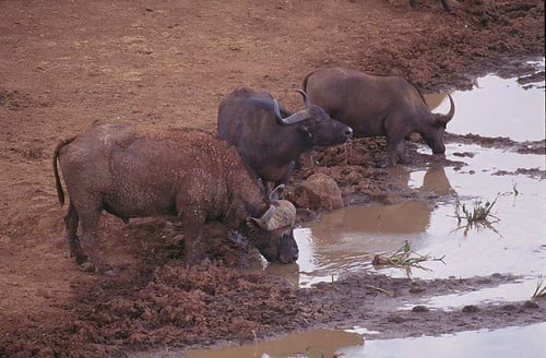 非洲水牛-賴鵬智-1997