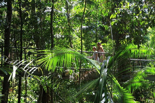 壓縮-澳洲昆士蘭 Daintree Discovery Centre高架棧道-20141119-賴鵬智攝-2-min