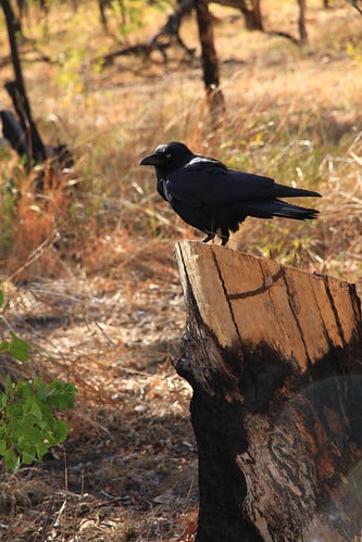 澳洲鴉Australian Crow-澳洲昆士蘭Undara Experience-Bush Breakfast-20141117-賴鵬智攝-8