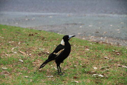 黑背鐘鵲Australian Magpie-澳洲昆士蘭Rosins Lookout 觀景點-20141120-賴鵬智攝-2