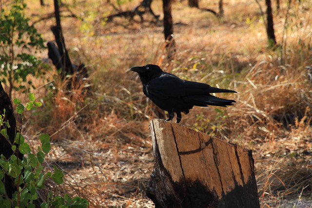 澳洲鴉Australian Crow-澳洲昆士蘭Undara Experience-Bush Breakfast-20141117-賴鵬智攝-7