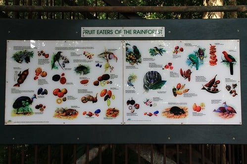 壓縮-澳洲昆士蘭 Daintree Discovery Centre高架觀察塔-吃果實的物種解說牌-20141119-賴鵬智攝-min