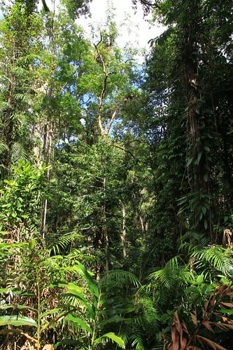 壓縮-澳洲昆士蘭 Daintree Discovery Centre-雨林景觀-20141119-賴鵬智攝-min