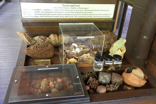 壓縮-澳洲昆士蘭 Daintree Discovery Centre解說展示中心外部廊道-森林果實體驗區-20141119-賴鵬智攝-1-min