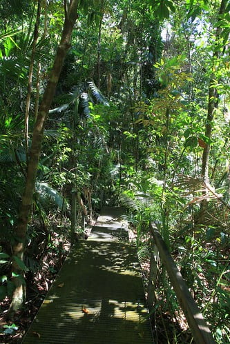 壓縮-澳洲昆士蘭 Daintree Discovery Centre解說展示中心-周圍叢林小徑-20141119-賴鵬智攝-2-min