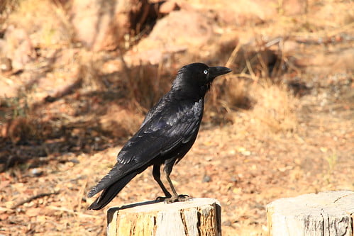 澳洲鴉Australian Crow-澳洲昆士蘭Undara Experience-Bush Breakfast-20141117-賴鵬智攝-14