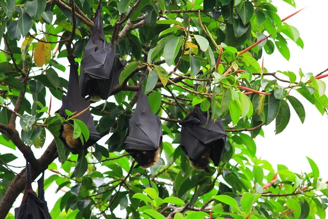 黑狐蝠掛在澳洲凱恩斯市立圖書館旁行道樹-Black Flying-Fox-狐蝠科-20090120-賴鵬智攝-1