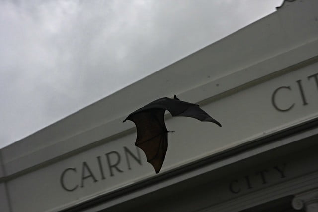 黑狐蝠飛行在澳洲凱恩斯市立圖書館旁-SBLACK FLYING FOX-狐蝠科-20090120-賴鵬智攝-2