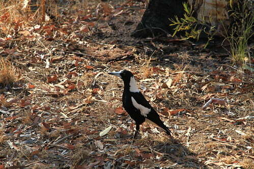 黑背鐘鵲Australian Magpie-澳洲昆士蘭Undara Experience-Bush Breakfast-20141117-賴鵬智攝-1