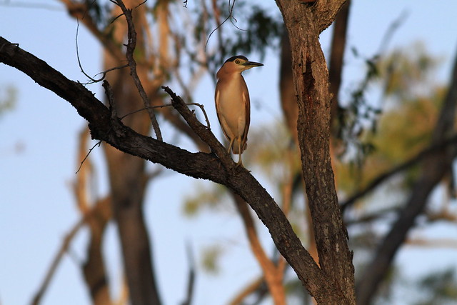 棕夜鷺Nankeen Night Heron-澳洲昆士蘭Jabiru Safari Lodge-Mareeba Wetlands-20141115-賴鵬智攝
