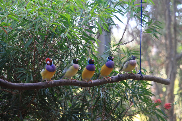 澳洲昆士蘭Jabiru Safari Lodge接待處-七彩文鳥-20141116-賴鵬智攝