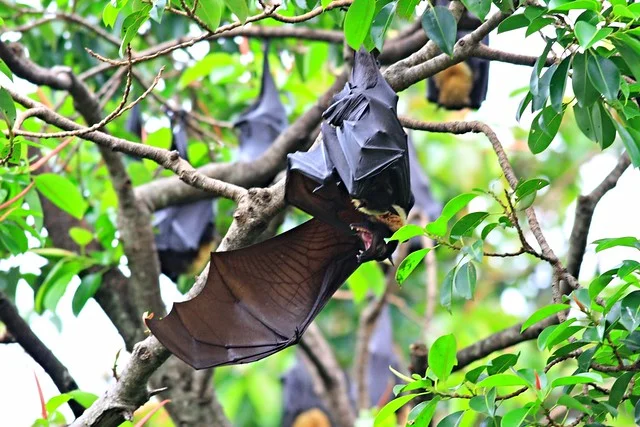 黑狐蝠掛在澳洲凱恩斯市立圖書館旁行道樹-Black Flying-Fox-狐蝠科-20090120-賴鵬智攝-2