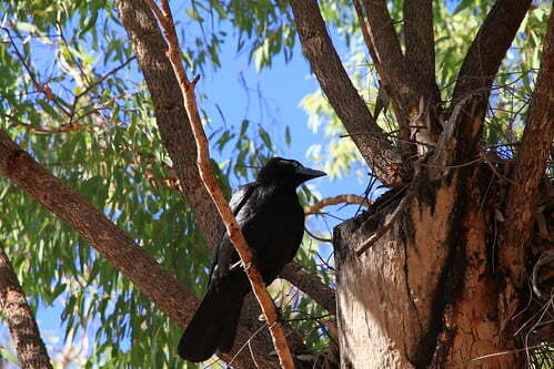 澳洲鴉Australian Crow-澳洲昆士蘭Undara Experience-Bush Breakfast-20141117-賴鵬智攝