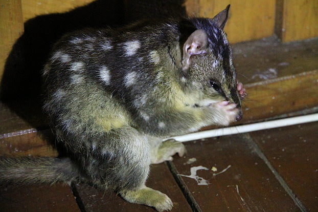 北方袋鼬Northern Quoll -澳洲昆士蘭Jabiru Safari Lodge-Mareeba Wetlands-20141115-賴鵬智攝-1-縮