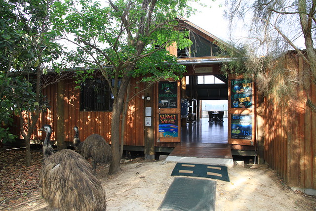 澳洲昆士蘭Jabiru Safari Lodge-接待中心外散步的鴯鶓-20141116-賴鵬智攝-1
