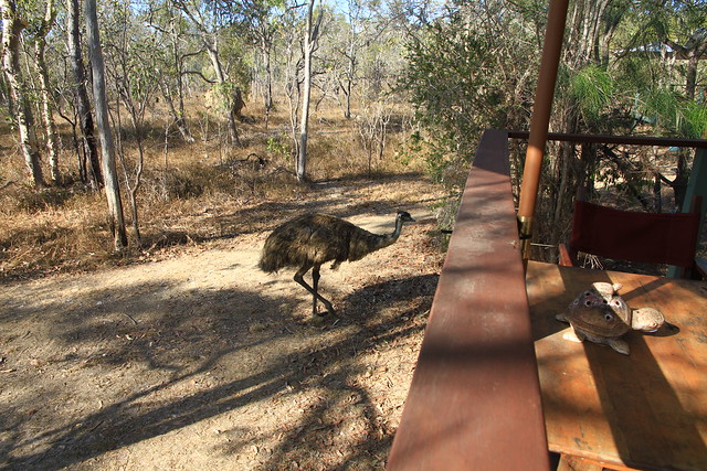 澳洲昆士蘭Jabiru Safari Lodge-帳棚外散步的鴯鶓-20141115-賴鵬智攝-2