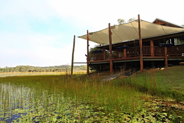 澳洲昆士蘭Jabiru Safari Lodge-Mareeba Wetlands清晨-20141116-賴鵬智攝-18