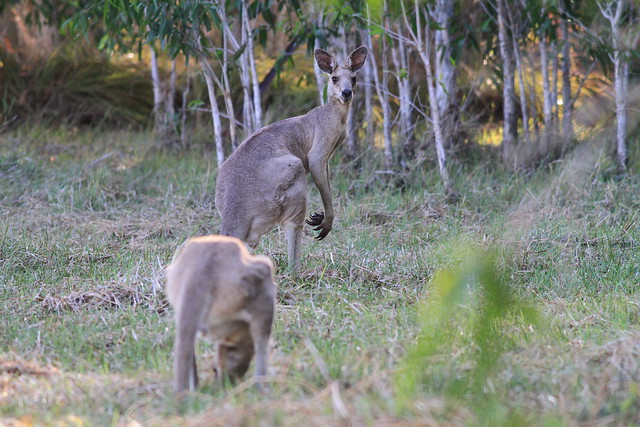 Eastern Grey Kangaroo-澳洲昆士蘭Jabiru Safari Lodge-Mareeba Wetlands-20141115-賴鵬智攝