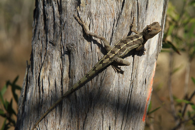 蜥蜴-澳洲昆士蘭Jabiru Safari Lodge-Mareeba Wetlands-20141115-賴鵬智攝